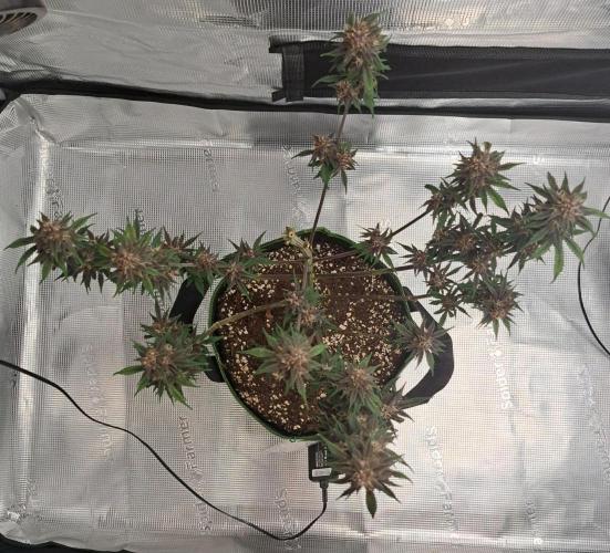 Purple Bananas spotted on Venus. Week 8 - Day 56