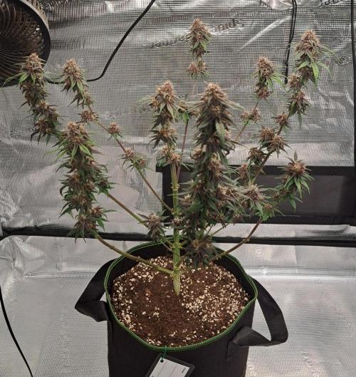 Purple Bananas spotted on Venus. Week 8 - Day 56