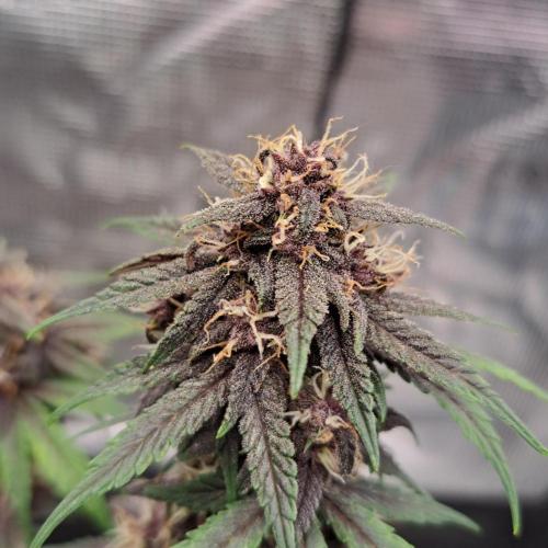 Purple Bananas spotted on Venus. Week 8 - Day 56