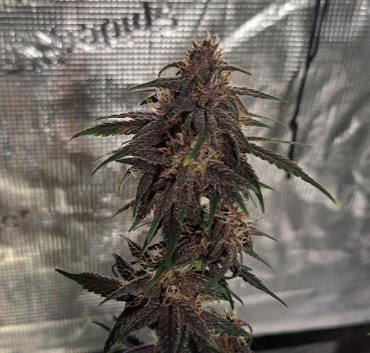 Purple Bananas spotted on Venus. Week 8 - Day 56