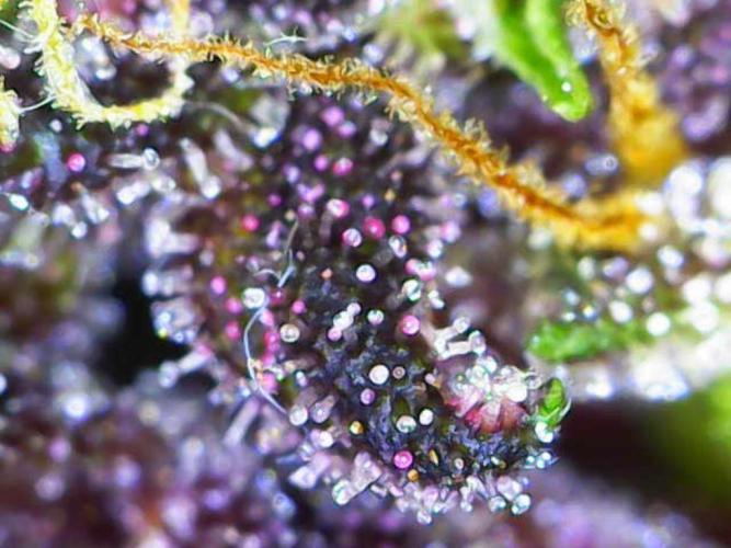 Purple Bananas spotted on Venus. Week 8 - Day 56