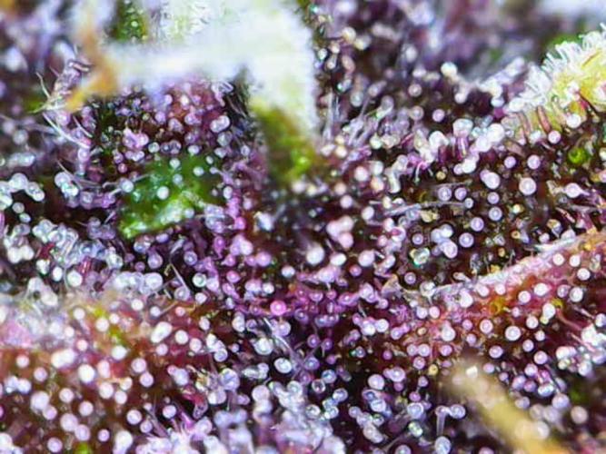 Purple Bananas spotted on Venus. Week 8 - Day 56