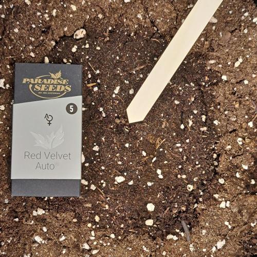 Red Velvet Auto. Week 0