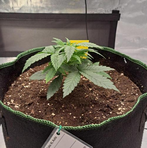 Banana Cream Cake XL Auto. Week 3