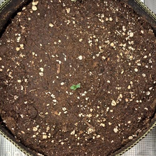Pluto and the permanent jealousy. Week 1 - Day 1