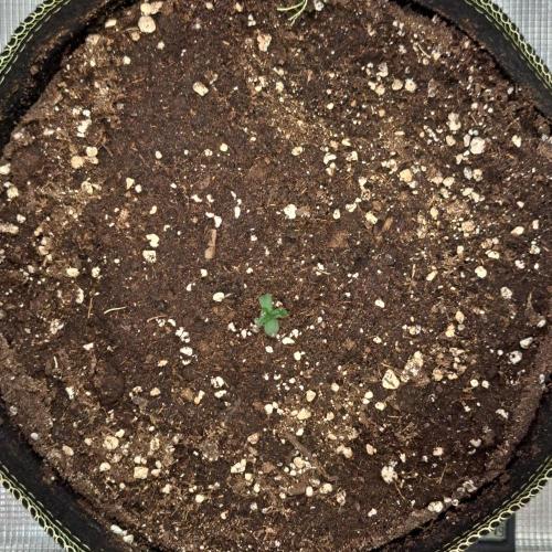 Pluto and the permanent jealousy. Week 1 - Day 2