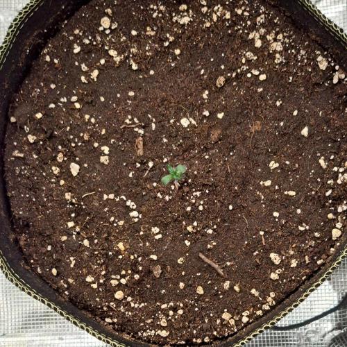 Pluto and the permanent jealousy. Week 1 - Day 3