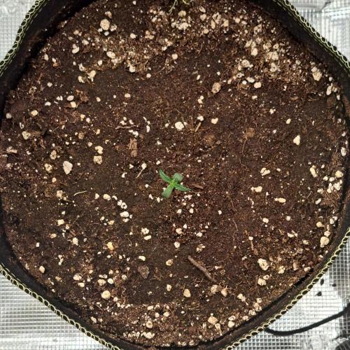Pluto and the permanent jealousy. Week 1 - Day 4