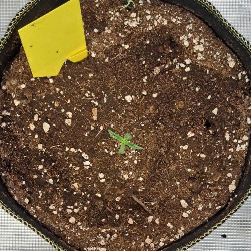 Pluto and the permanent jealousy. Week 1 - Day 5