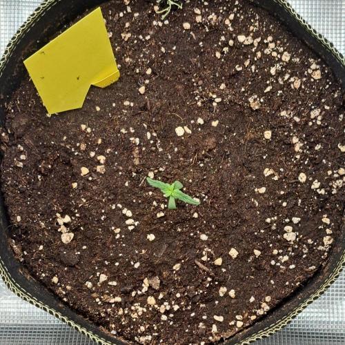 Pluto and the permanent jealousy. Week 1 - Day 6