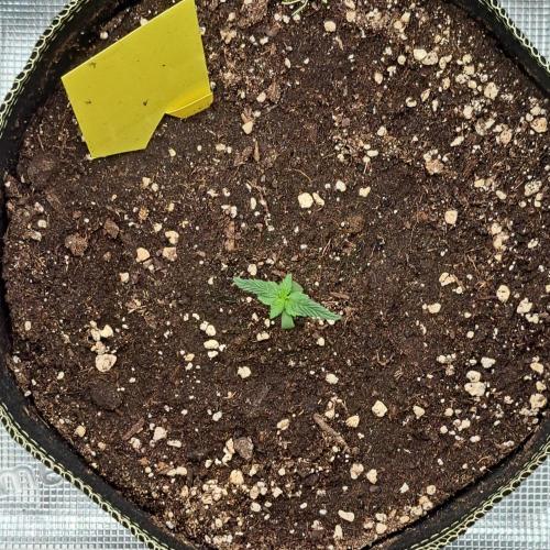 Pluto and the permanent jealousy. Week 1 - Day 7