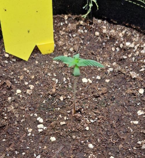 Permanent Jealousy XL Auto. Week 1