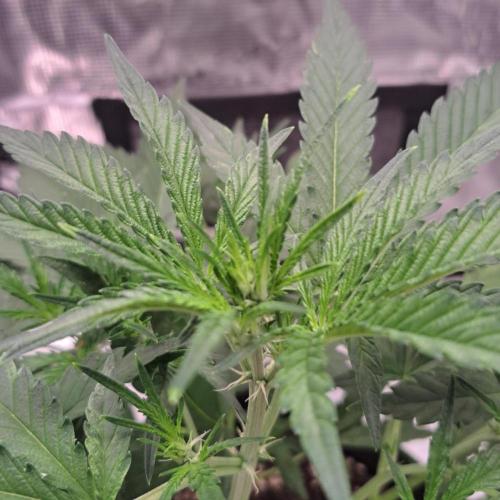 Studio 54 Stardust Auto. Week 4