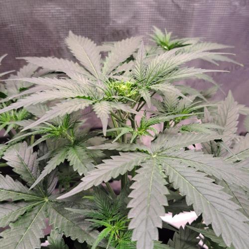 Break-Up Cake Auto. Week 4