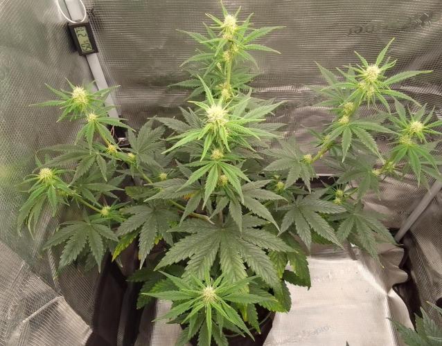 Are there Northern Lights on Mars?. Week 7 - Day 43