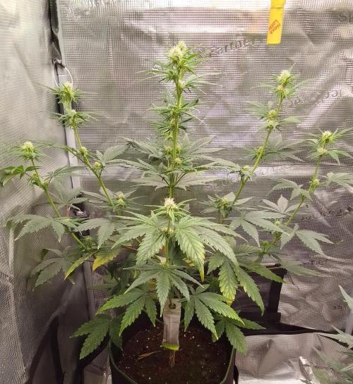 Are there Northern Lights on Mars?. Week 7 - Day 43