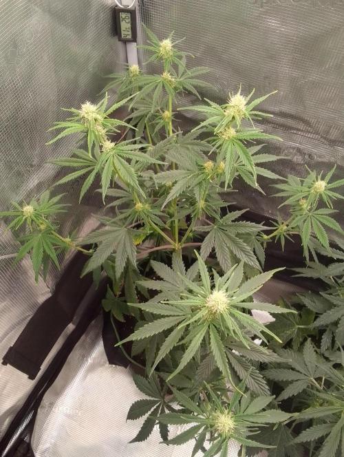 Are there Northern Lights on Mars?. Week 7 - Day 44