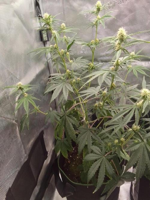 Are there Northern Lights on Mars?. Week 7 - Day 44