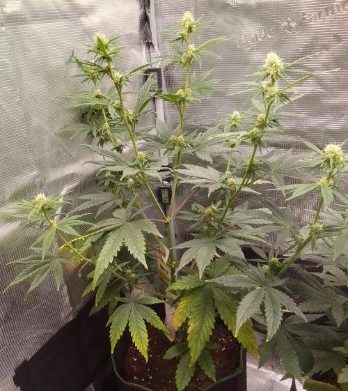 Are there Northern Lights on Mars?. Week 7 - Day 45