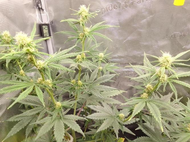 Are there Northern Lights on Mars?. Week 7 - Day 45