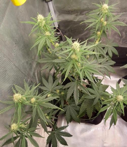 Are there Northern Lights on Mars?. Week 7 - Day 46