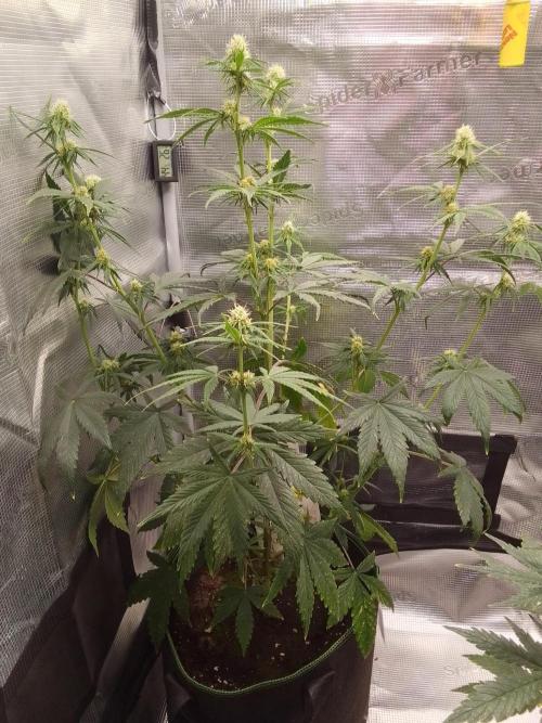 Are there Northern Lights on Mars?. Week 7 - Day 46