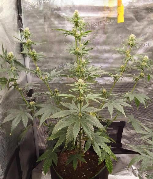 Are there Northern Lights on Mars?. Week 7 - Day 47