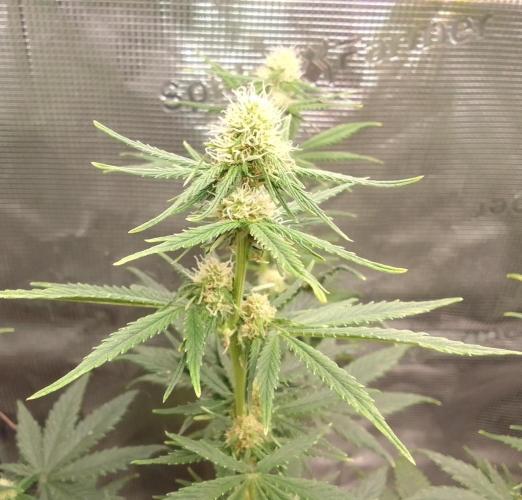 Northern Lights Automatic. Week 7