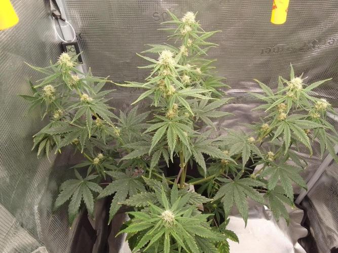 Are there Northern Lights on Mars?. Week 7 - Day 47
