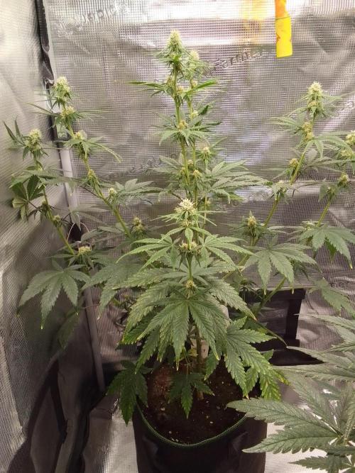 Are there Northern Lights on Mars?. Week 7 - Day 48