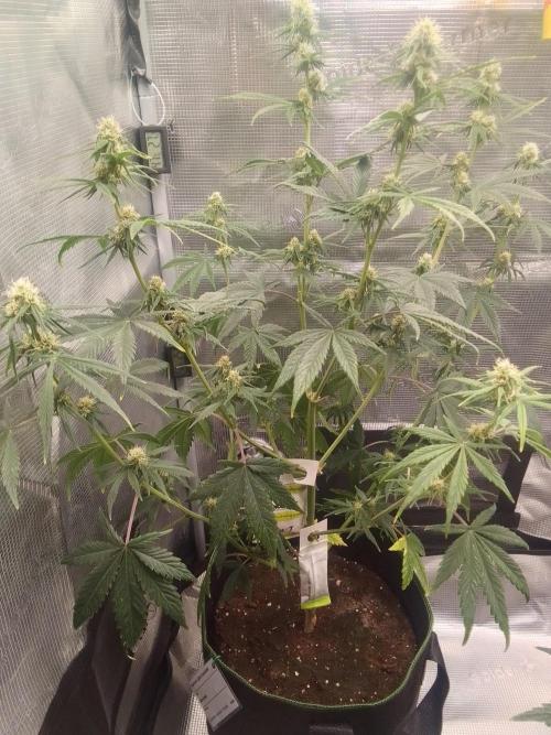 Are there Northern Lights on Mars?. Week 7 - Day 49