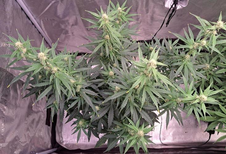 Fruity Skittlez for Saturn. Week 7 - Day 43