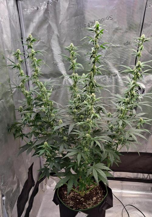Fruity Skittlez for Saturn. Week 7 - Day 43
