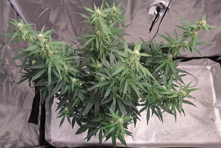 Fruity Skittlez for Saturn. Week 7 - Day 44