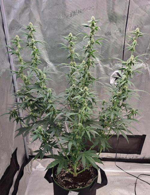 Fruity Skittlez for Saturn. Week 7 - Day 44