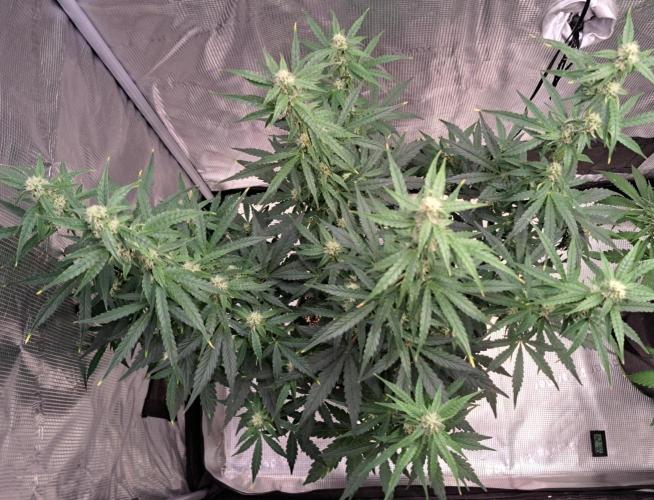 Fruity Skittlez for Saturn. Week 7 - Day 45
