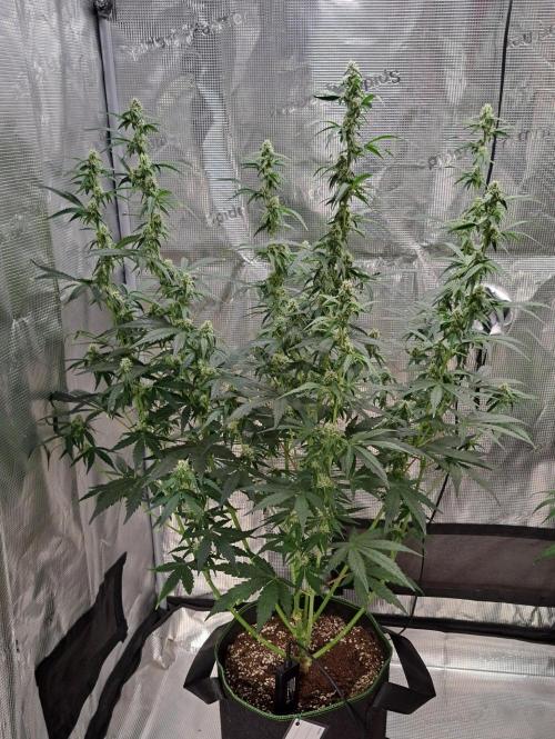 Fruity Skittlez for Saturn. Week 7 - Day 45