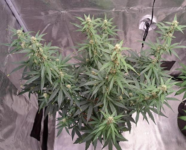 Fruity Skittlez for Saturn. Week 7 - Day 46