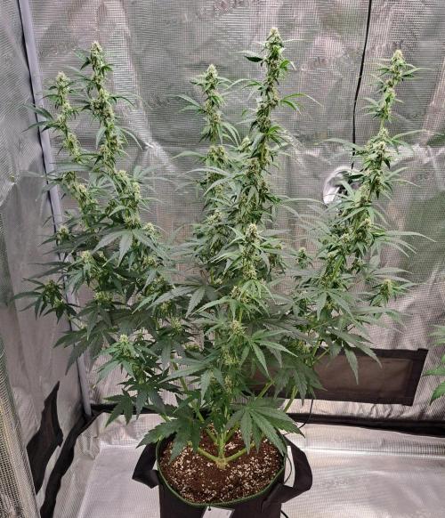 Fruity Skittlez for Saturn. Week 7 - Day 46