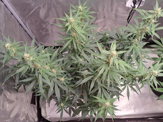 Fruity Skittlez for Saturn. Week 7 - Day 47