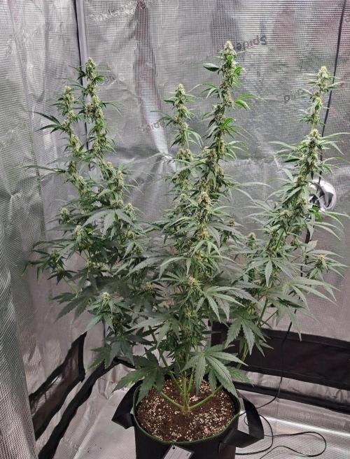 Fruity Skittlez for Saturn. Week 7 - Day 47