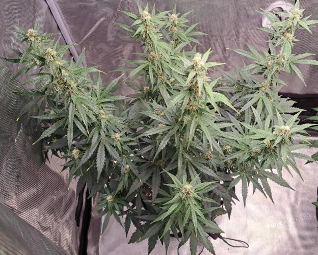Fruity Skittlez for Saturn. Week 7 - Day 48
