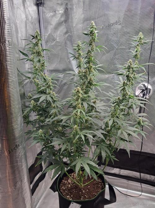 Fruity Skittlez for Saturn. Week 7 - Day 48