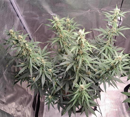 Fruity Skittlez for Saturn. Week 7 - Day 49