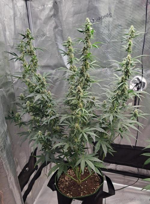 Fruity Skittlez for Saturn. Week 7 - Day 49