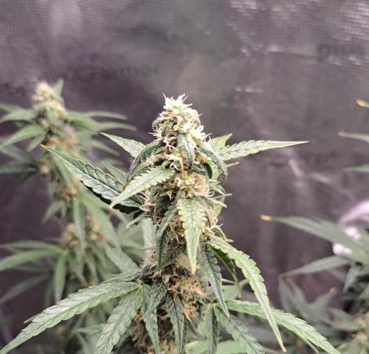 Zkittlez Auto. Week 7
