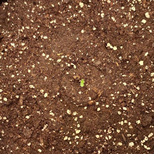 Red Velvet on Venus. Week 1 - Day 1