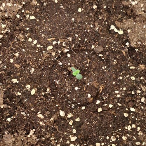 Red Velvet on Venus. Week 1 - Day 2