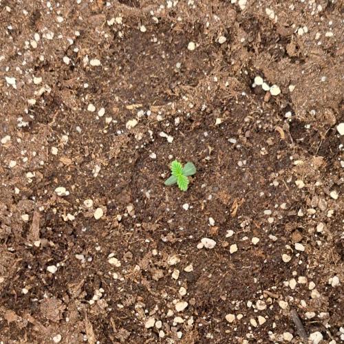 Red Velvet on Venus. Week 1 - Day 3