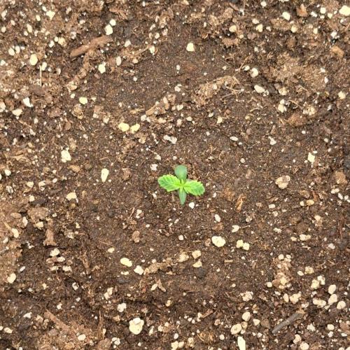 Red Velvet on Venus. Week 1 - Day 4